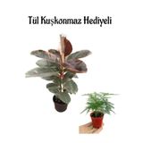 Hediyelik Pembe Alacalı Kauçuk Bitkisi Anneler Gününe Özel Tül Kuşkonmaz Hediyeli