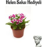 Hediyelik Pembe Çin Karanfili Çiçeği Sevgililer Gününe Özel Helen Saksı Hediyeli