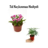 Hediyelik Pembe Renk Çin Karanfili Çiçeği Sevgililer Gününe Özel Tül Kuşkonmaz Hediyeli