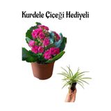 Hediyelik Pembe Renk Kalanşo(Kalanchoe) Çiçeği Sevgililer Gününe Özel Kurdele Çiçeği Hediyeli, SRD30012025BYB793