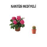 Hediyelik Pembe Sakız Sardunya Çiçeği Fidanı Sevgililer Gününe Özel Kaktüs Hediyeli, BTS001NA2967