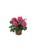 Hediyelik Pembe Sakız Sardunya Çiçeği Fidanı Sevgililer Gününe Özel Sarı Milli Hediyeli, SRD30012025BYB830