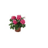 Hediyelik Pembe Sakız Sardunya Çiçeği Fidanı Sevgililer Gününe Özel Sukulent Hediyeli, SRD30012025BYB754