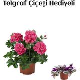 Hediyelik Pembe Sakız Sardunya Çiçeği Fidanı Sevgililer Gününe Özel Telgraf Hediyeli