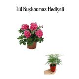 Hediyelik Pembe Sakız Sardunya Fidanı Anneler Gününe Özel Tül Kuşkonmaz
