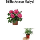Hediyelik Pembe Sakız Sardunya Fidanı Kadınlar Gününe Özel Tül Kuşkonmaz