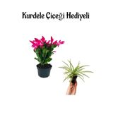 Hediyelik Pembe Yılbaşı Çiçeği Anneler Gününe Özel Kurdele Çiçeği Hediyeli