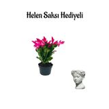 Hediyelik Pembe Yılbaşı Çiçeği Sevgililer Gününe Özel Helen Saksı Hediyeli, SRD30012025BYB1111