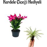 Hediyelik Pembe Yılbaşı Çiçeği Sevgililer Gününe Özel Kurdele Çiçeği Hediyeli