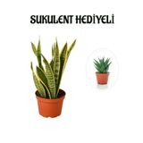Hediyelik Sarı Alacalı Paşa Kılıcı Bitkisi Sevgililer Gününe Özel Sukulent Hediyeli, SRD30012025BYB929