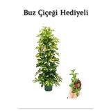 Hediyelik Sarı Alacalı Şeflera Bitkisi Anneler Gününe Özel Buz Çiçeği Hediyeli