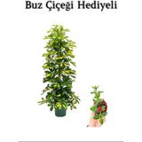 Hediyelik Sarı Alacalı Şeflera Bitkisi Sevgililer Gününe Özel Buz Çiçeği Hediyeli