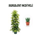 Hediyelik Sarı Alacalı Şeflera Bitkisi Sevgililer Gününe Özel Sukulent Hediyeli, BTS001NA2843