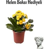 Hediyelik Sarı Renk Kalanşo(Kalanchoe) Çiçeği Sevgililer Gününe Özel Helen Saksı Hediyeli