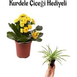 Hediyelik Sarı Renk Kalanşo(Kalanchoe) Çiçeği Sevgililer Gününe Özel Kurdele Çiçeği Hediyeli