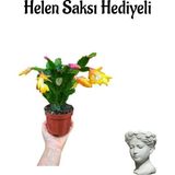 Hediyelik Sarı Renk Yılbaşı Çiçeği Sevgililer Gününe Özel Helen Saksı Hediyeli