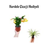 Hediyelik Sarı Renk Yılbaşı Çiçeği Sevgililer Gününe Özel Kurdele Çiçeği Hediyeli, BTS001NA2248