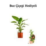Hediyelik Starliçe Cennet Çiçeği Bitkisi Sevgililer Gününe Özel Buz Çiçeği Hediyeli, BTS001NU080249
