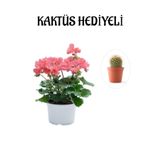 Hediyelik Toz Pembe Sardunya Çiçeği Sevgililer Gününe Özel Kaktüs Hediyeli, SRD30012025BYB829