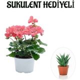 Hediyelik Toz Pembe Sardunya Çiçeği Sevgililer Gününe Özel Sukulent Hediyeli