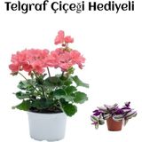 Hediyelik Toz Pembe Sardunya Çiçeği Sevgililer Gününe Özel Telgraf Hediyeli