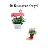 Hediyelik Toz Pembe Sardunya Fidanı Kadınlar Gününe Özel Tül Kuşkonmaz Hediyeli