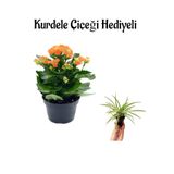 Hediyelik Turuncu Renk Kalanşo(Kalanchoe) Çiçeği Sevgililer Gününe Özel Kurdele Çiçeği Hediyeli, BTS001NA2247