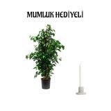 Hediyelik Yeşil Benjamin Bitkisi Sevgililer Gününe Özel Mumluk Hediyeli