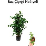 Hediyelik Yeşil Renk Benjamin Bitkisi Sevgililer Gününe Özel Buz Çiçeği