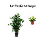 Hediyelik Yeşil Renk Benjamin Bitkisi Sevgililer Gününe Özel Sarı Milli Kaktüs Hediyeli