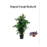 Hediyelik Yeşil Renk Benjamin Bitkisi Sevgililer Gününe Özel Telgraf Hediyeli
