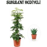 Hediyelik Yeşil Şeflera Bitkisi Sevgililer Gününe Özel Sukulent Hediyeli