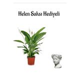 Hediyelik Zarif Beyaz Barış Çiçeği Sevgililer Gününe Özel Helen Saksı Hediyeli, BTS001NA2046