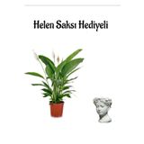 Hediyelik Zarif Beyaz Barış Çiçeği Sevgililer Gününe Özel Helen Saksı Hediyeli, SRD30012025BYB362