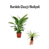 Hediyelik Zarif Beyaz Renk Barış Çiçeği Sevgililer Gününe Özel Kurdele Çiçeği Hediyeli, SRD30012025BYB369