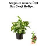 Hediyelik Zarif Yapraklı Difenbahya Bitkisi Sevgililer Gününe Özel Buz Çiçeği Hediyeli