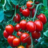 Heirloom Red Cherry Domates Tohumu (15 Tohum)