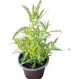 Heliotrope Moru Aromatik Lavanta Fidanı Fidesi 10-20 Cm