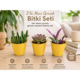 Hep İndirimli 3’lü Mini Canlı Kaktüs Sukulent Bitki Seti – Dekoratif Saksılı Modern Masa Üstü