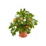 Hepsibahçemden Bodur Mandalina Ağacı Fidanı Mini Meyveli Aşılı Tüplü