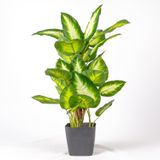Herdekora Rohdea Japonica Gerçek Dokulu 32 Yaprak Yeşil Beyaz 70 cm Yapay Bitki