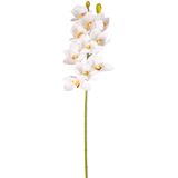 Herdekora Yapay Çiçek, Orkide, Gerçek Dokunuş, Beyaz-Sarı - 75 cm