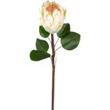 Herdekora Yapay Protea Bitkisi Krem 67 Cm.