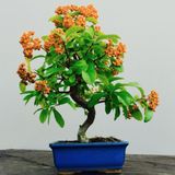 Herdem Yeşil Bodur Bonsai İçin Uygun Ateş Dikeni Bitkisi Fidanı