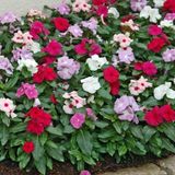 Herdem Yeşil Mixed Vinca Cezayir Menekşesi Çiçeği Fidesi (5 Adet)