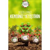 Hereveoyuncak Konserve Bahçem Evde Konservede Kolay Ispanak Yetiştirmee Kiti
