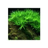 Heteranthera Stargrass Saksı Canlı Bitki