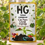 Hg Çin Para Çiçeği (Pilea) Saksı Toprağı