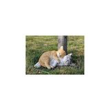Hi- Line Gift 87757-K Turuncu ve Gri Tabbies Kedi Heykeli