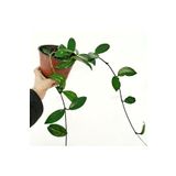 Hilal Garden Hoya Carnosa Mum Çiçeği